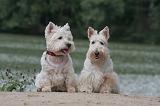 Westie & Scottish Terrier 096